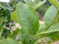 Citrus deficiency 